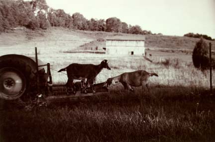 Goats on tractor