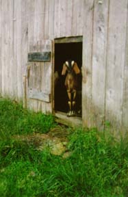 Goat within barn door frame